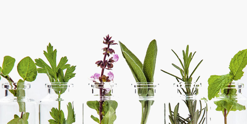 green-plants-jars
